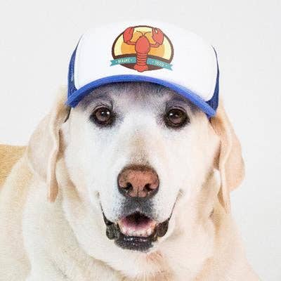 PupLid - Wholesale Pet Hat - Dog - Lobster Standard or Namedrop | Trucker Hat for Dogs8
