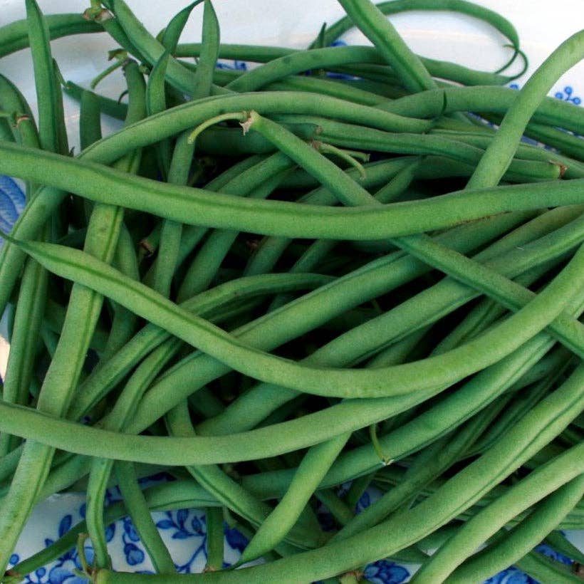 Sow True Seed - Vente Graines de plantes - Graines de haricot nain - Maxibel Haricot vert, BIO1