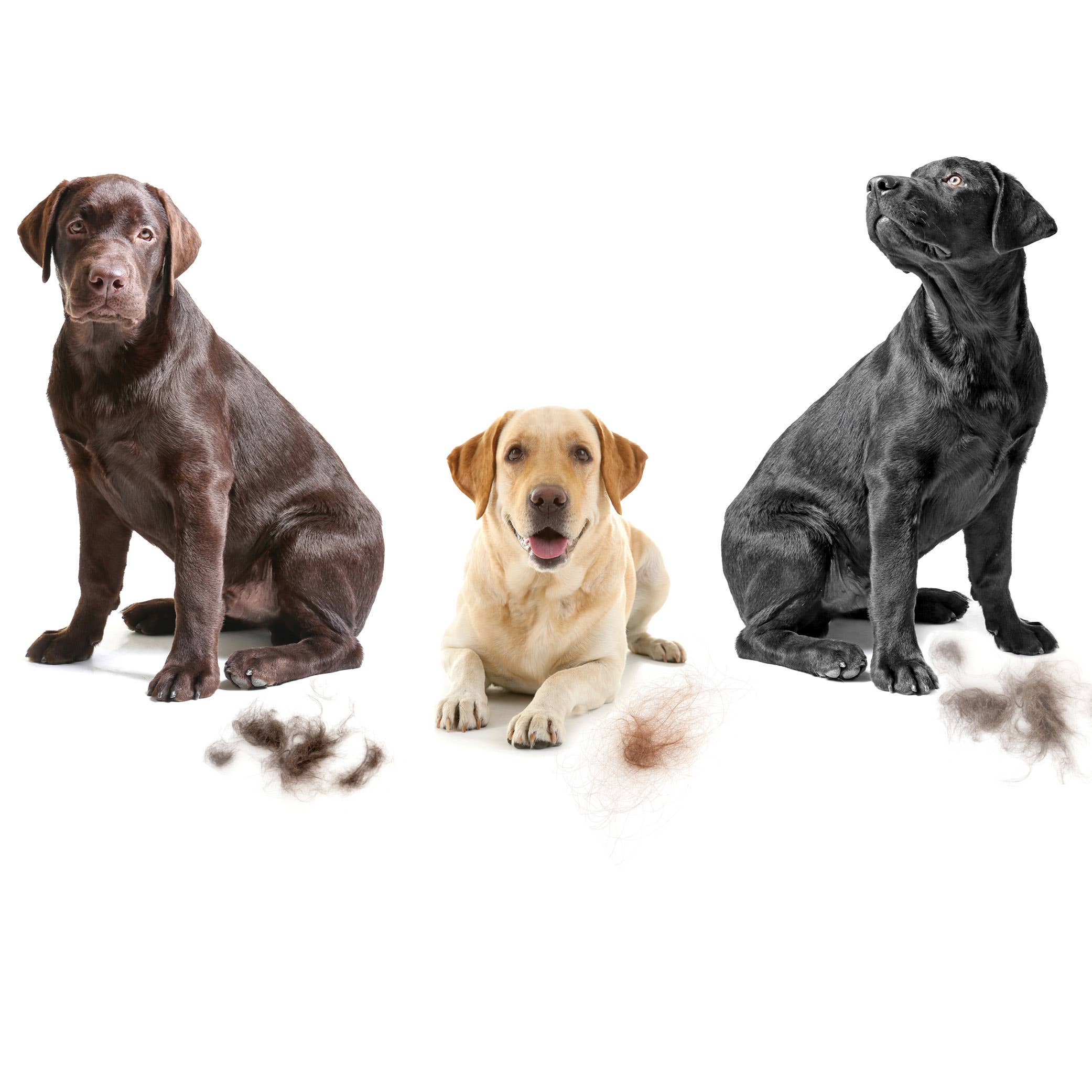 Pure and Natural Pet - Vente Produit de toilettage – chien - Après-shampoing anti-perte pour chiens - 3,79 litres (1 gallon)2