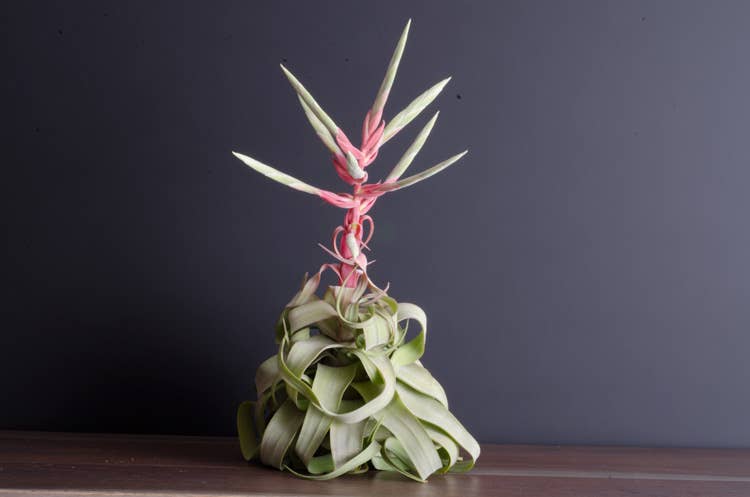 The Artizan Way - Wholesale Live Plant - Tillandsia Streptophylla - Air Plant7