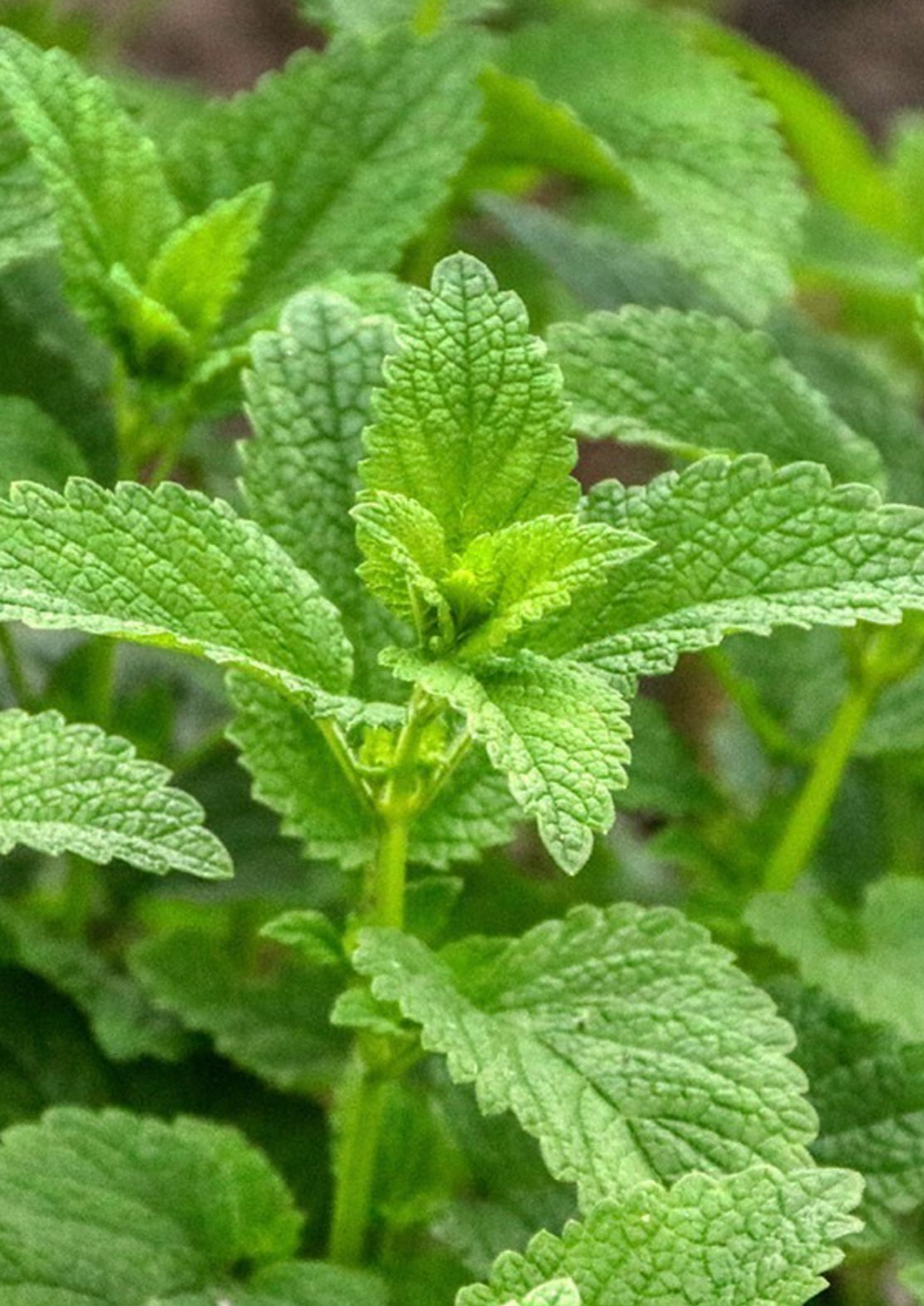 Eaux Florales de Castillou - Venta al por mayor Agua/bruma facial y corporal - Agua de flores de melisa ecológica - 200 ml1