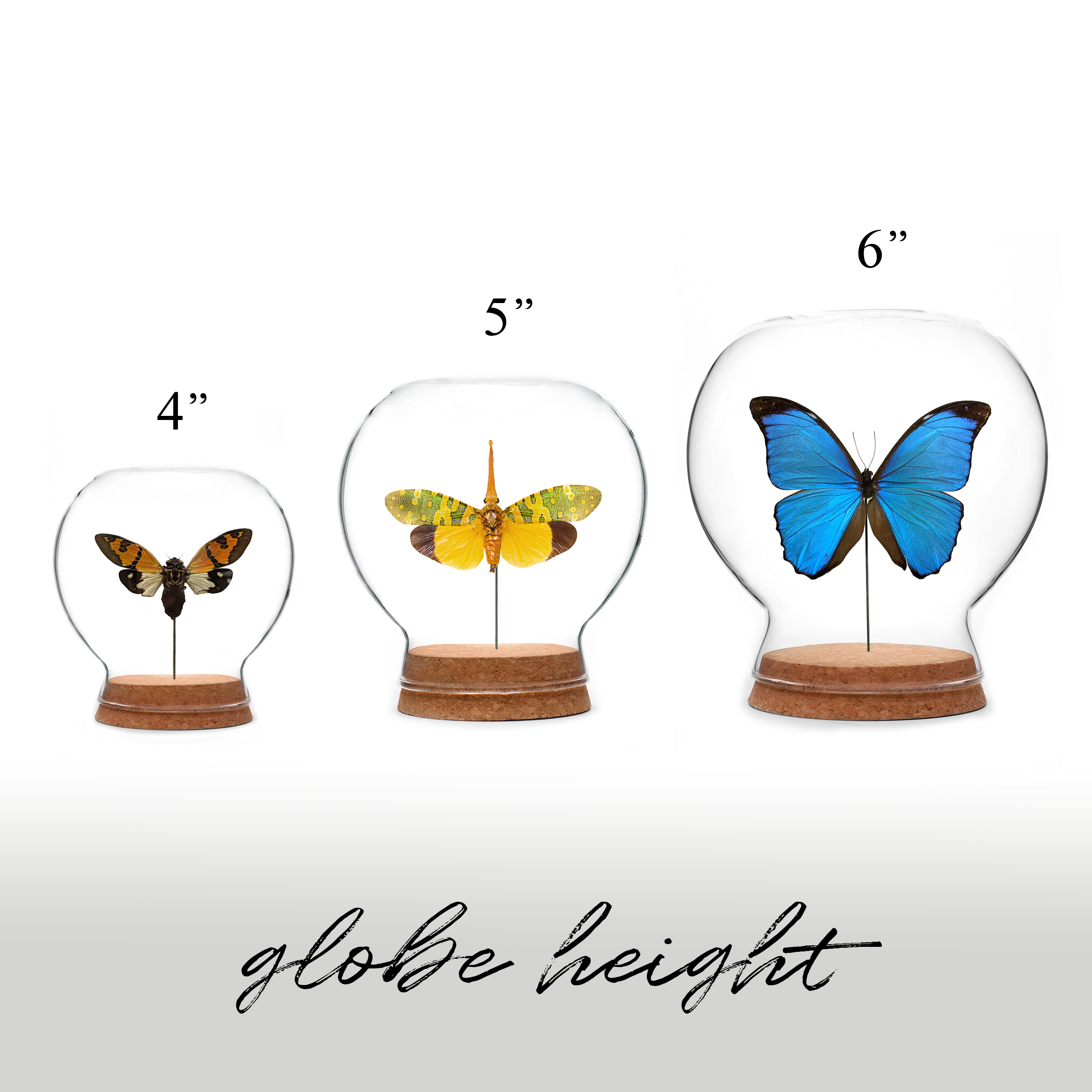 Green Beetle Shop - Wholesale Decorative Tabletop Object - Luna Moth Globe1