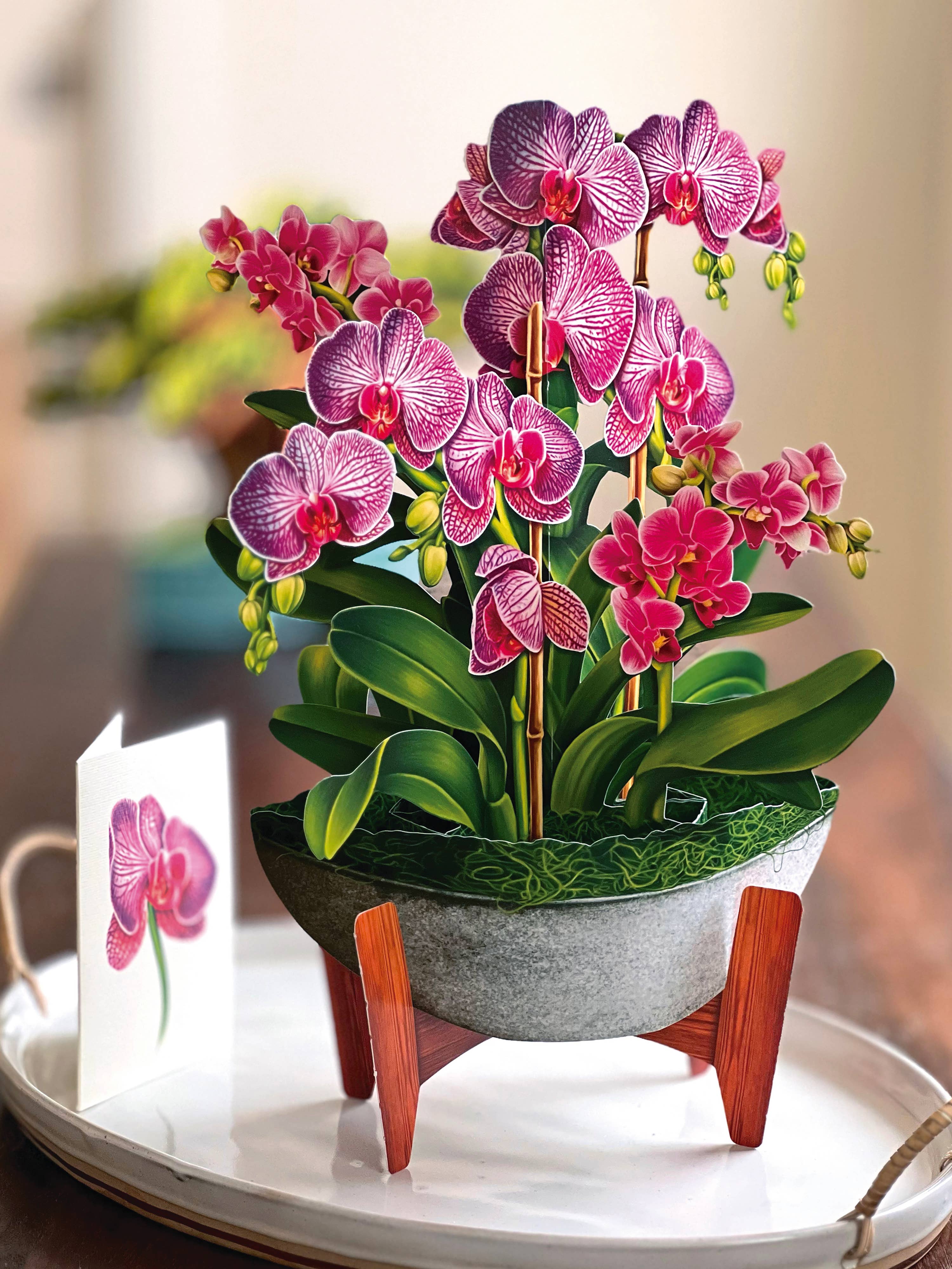FreshCut Paper LLC - Wholesale Everyday greeting card - Orchid Oasis (8 Pop-up Greeting Cards)5