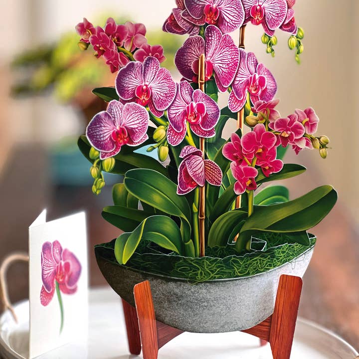 FreshCut Paper LLC - Wholesale Everyday Greeting Card - Orchid Oasis (8 Pop-up Greeting Cards)5