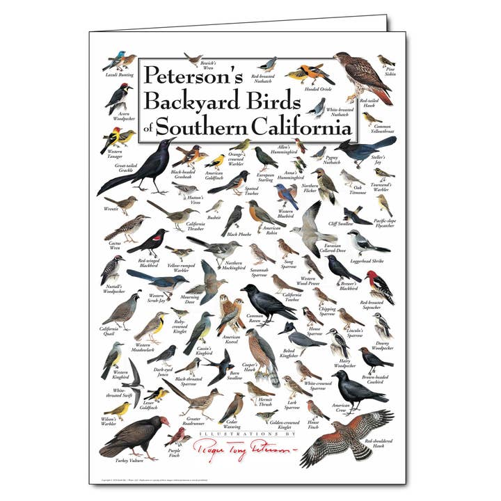 Peterson's Backyard Birds of So. Cal. Greeting Card for wholesale by Earth Sky + Water