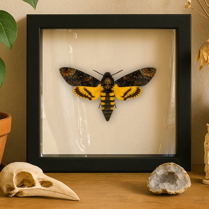 Instar Innovations - Wholesale Wall Accent - Real Death’s-head Hawkmoth – 6x6 Shadowbox (Acherontia styx)1