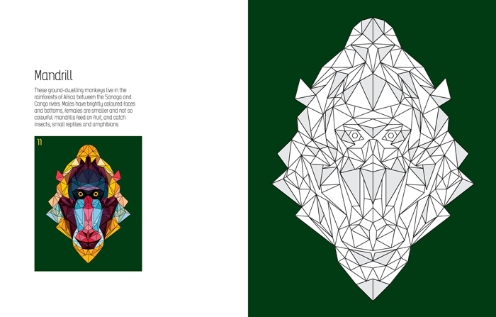 Sourcebooks - Wholesale Coloring & Activity Book - Kids & Baby - In the Jungle1