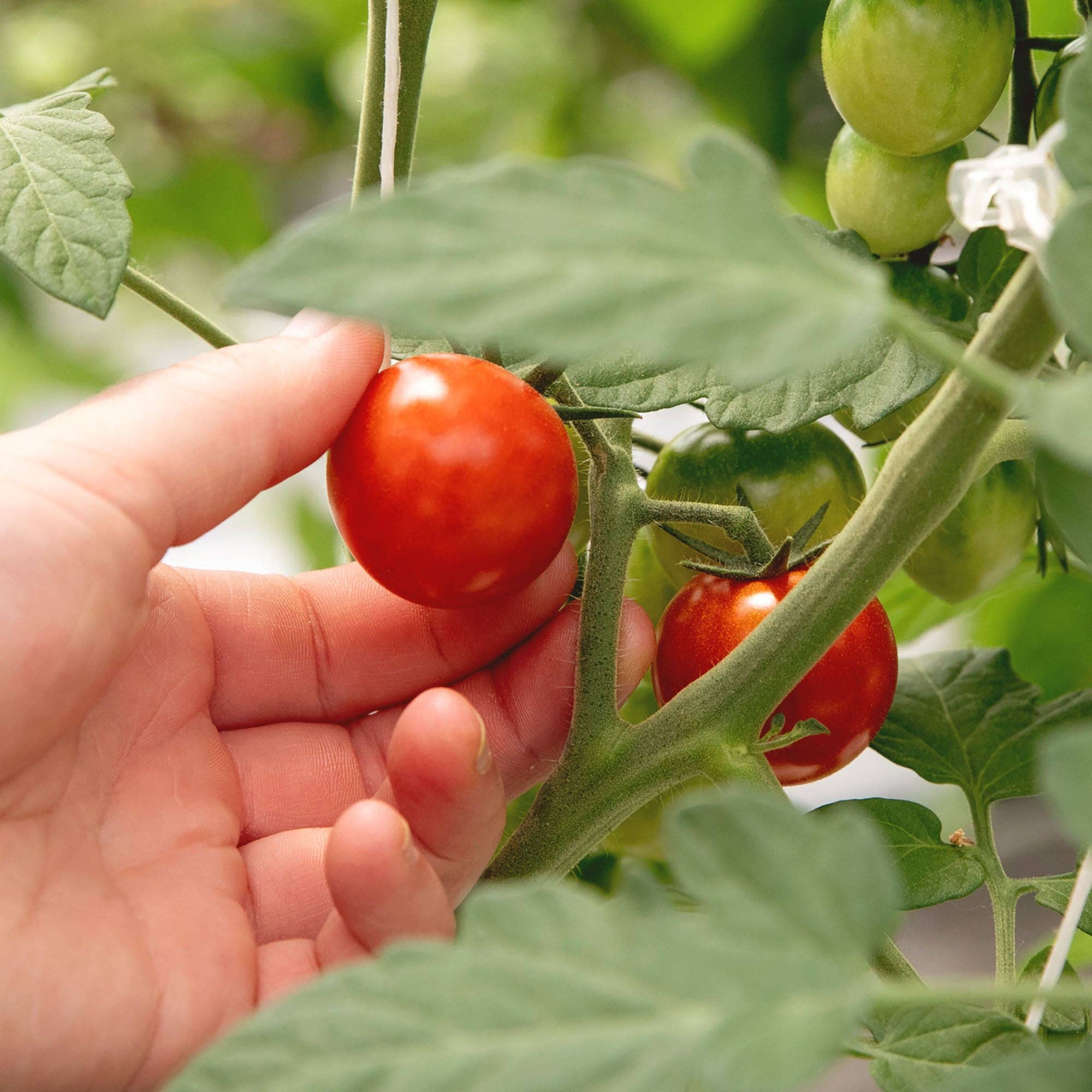 Blake Hill Preserves - Wholesale Jam/Jelly - Fresh Tomato Savory Jam2