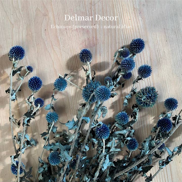 Echinops em conserva - azul por atacado de Delmar Decor
