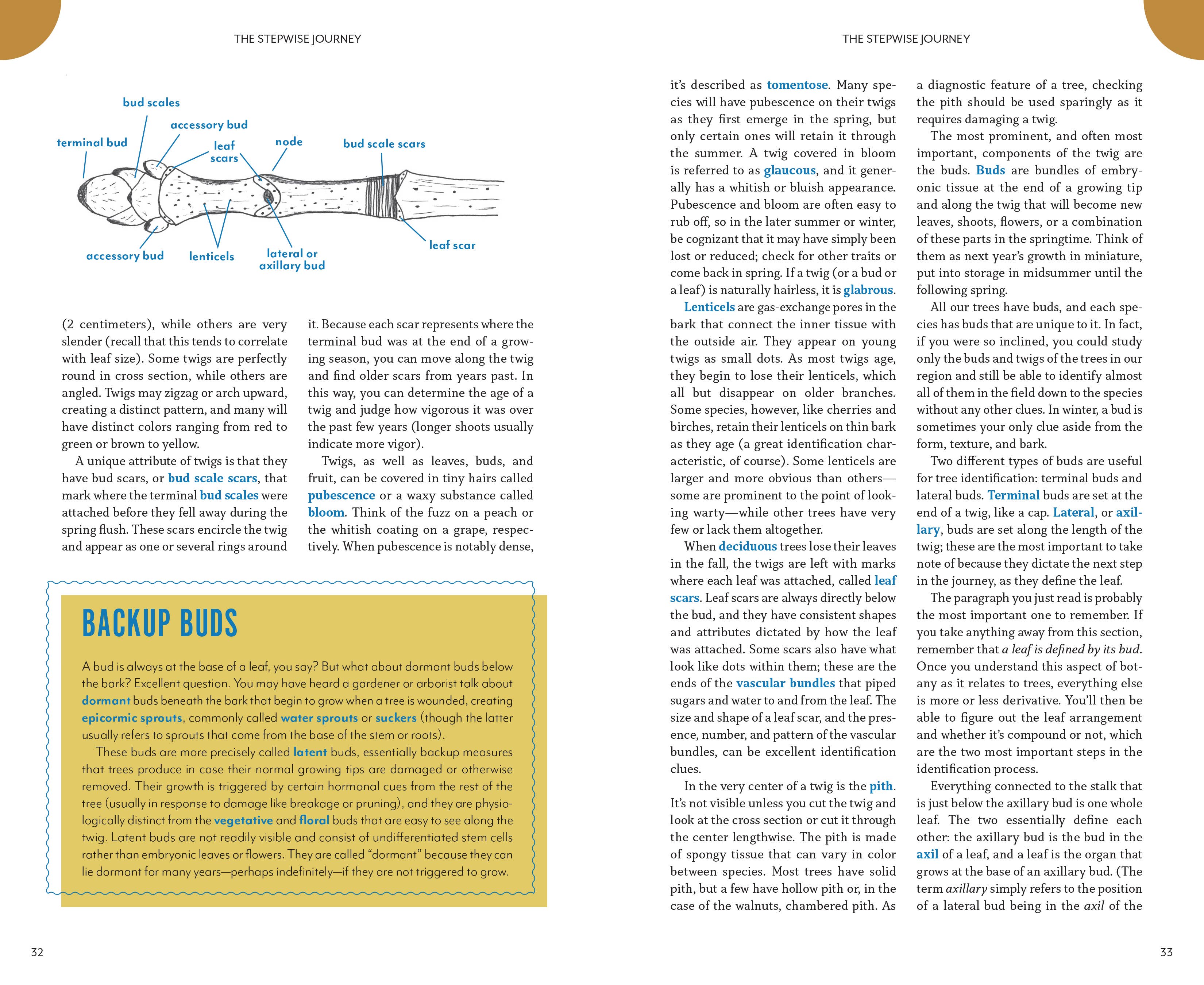 Mountaineers Books - Wholesale Nature & Outdoors - The Trees Around You3