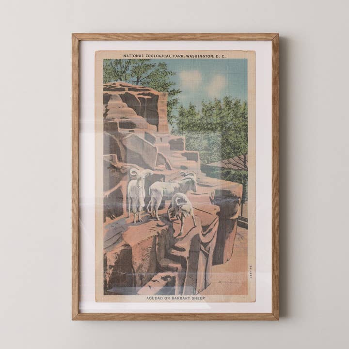 Impression sur papier d'art de carte postale de mouflon d'Amérique pour la vente par Retrospect Studios