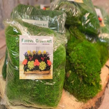 Preserved Mood moss - Bulk - $150.00 : Forever Green Art, Preserved Plants  for Home and Business