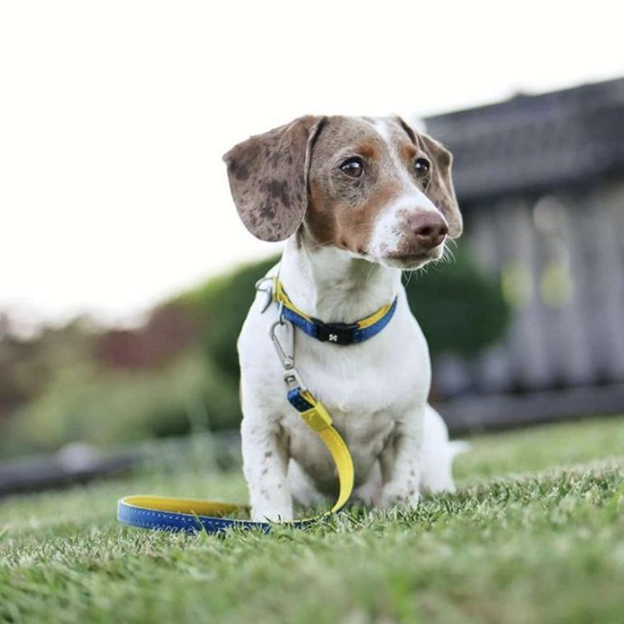 Max & Molly - Wholesale Pet Collar - Dog - Smart ID Dog Collar - Matrix Yellow4