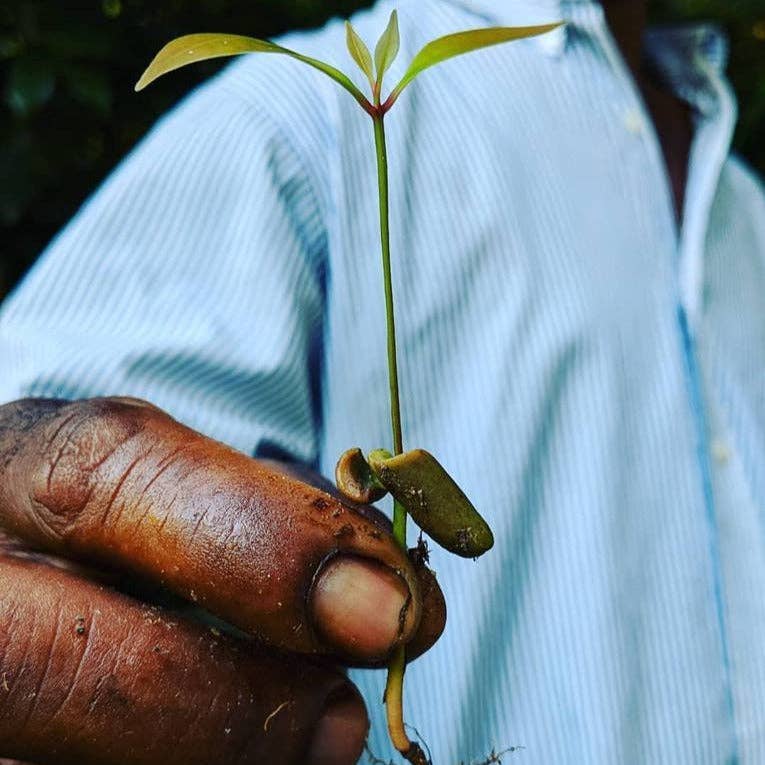 Burlap & Barrel - Wholesale Dried Spice - Pemba Cloves - Single Origin Spice & Seasoning3