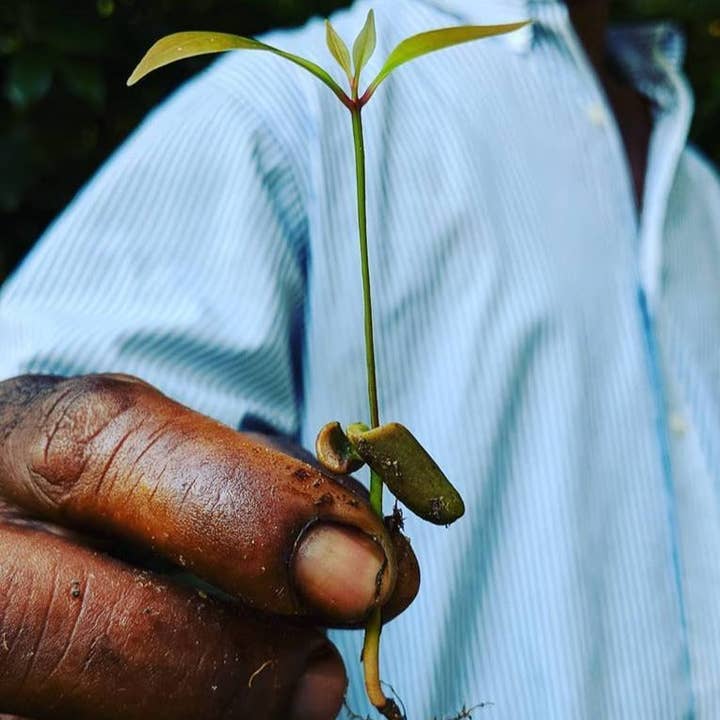 Burlap & Barrel - Wholesale Dried Spice - Pemba Cloves - Single Origin Spice & Seasoning3