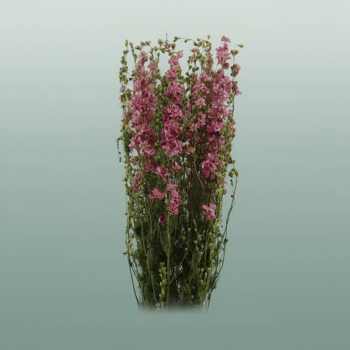 Dried Delphinium Pink Extra for wholesale by All Occasions Wholesale