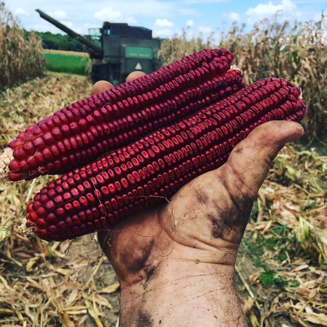 Marsh Hen Mill - Vente Gruau de maïs - Grits Jimmy Red 25 lb1