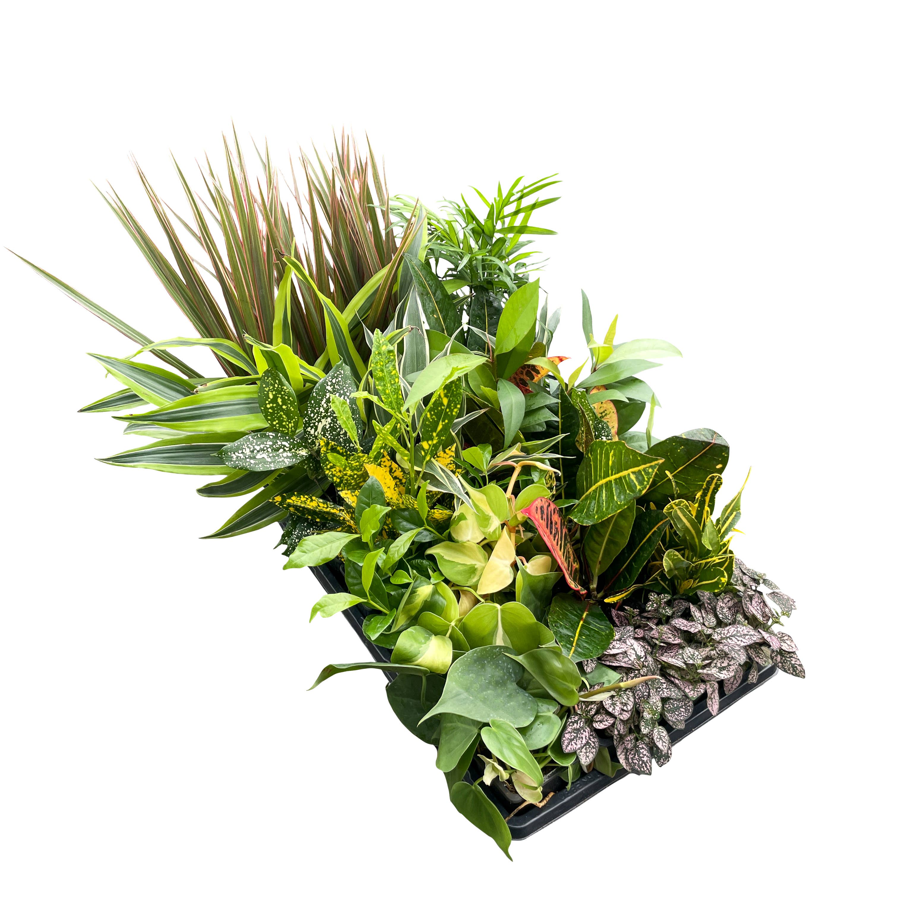 Thorsen's Greenhouse - Wholesale Live Plant - Grower's Choice Houseplant Assortment - 3" Live Plants0