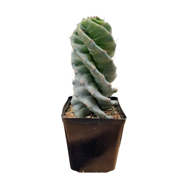 Succulent Wholesale - Wholesale Succulent - Spiral Cactus | Medium | 6 inch | Cereus forbesii spiralis0