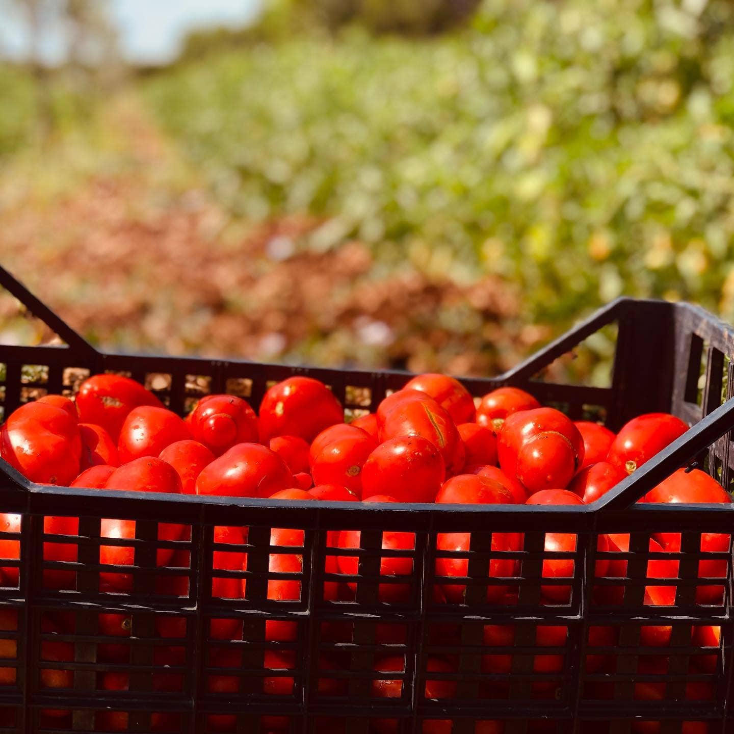 Sapori di Casa – Großhandel Pastasoße – Arrabbiata-Sauce1