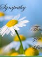 Sympathy Daisy for wholesale by jungle brands ltd