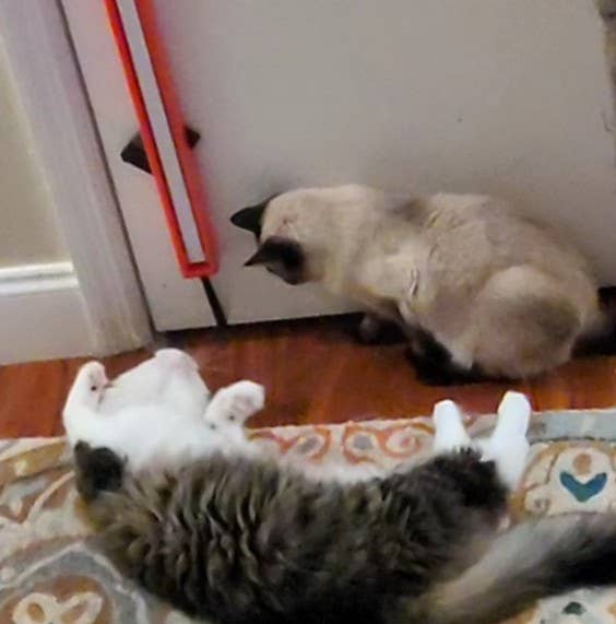 MOODY PET - Wholesale Pet Toy - Cat - Fling-Ama-String13