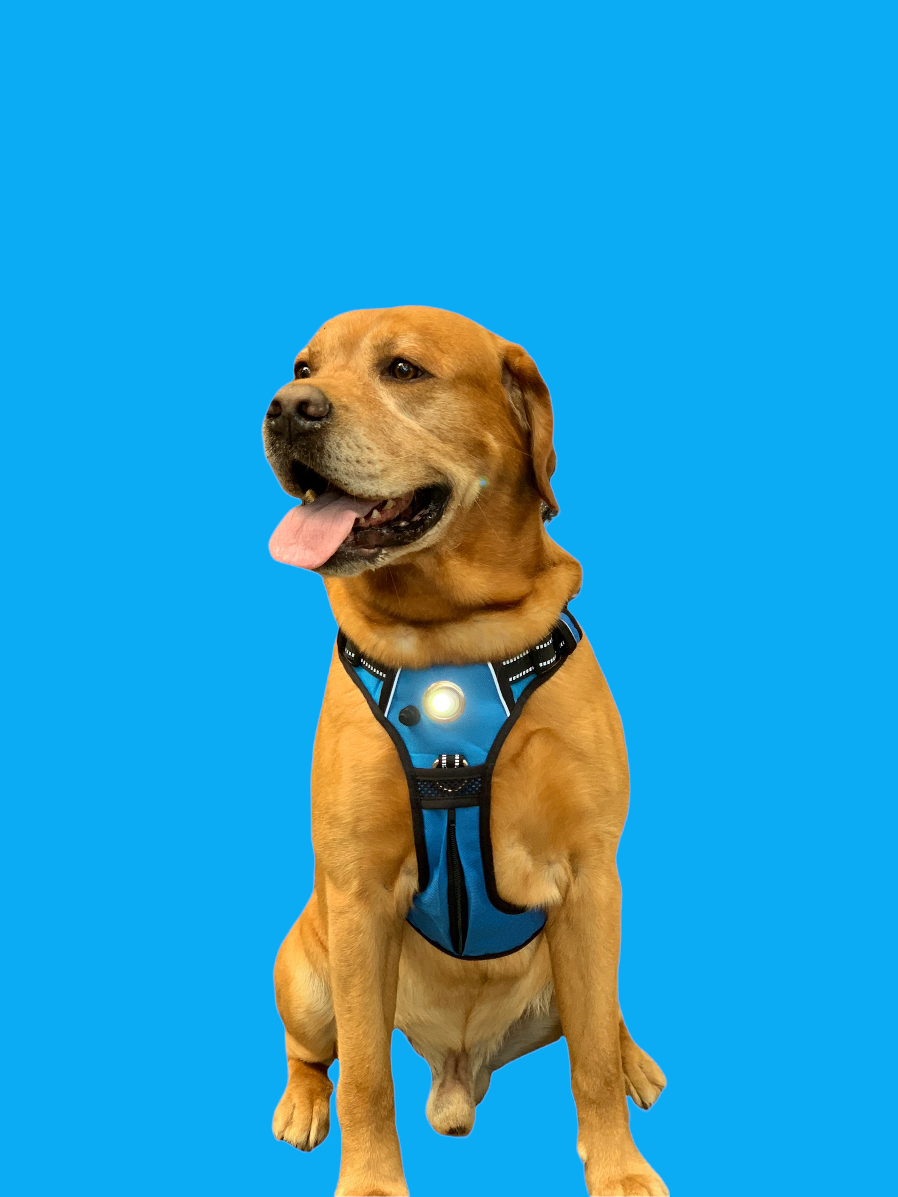 Headlight Harness - Wholesale Pet Harness - Dog - Headlight Harness LED  Reflective Dog/Cat Harness 9