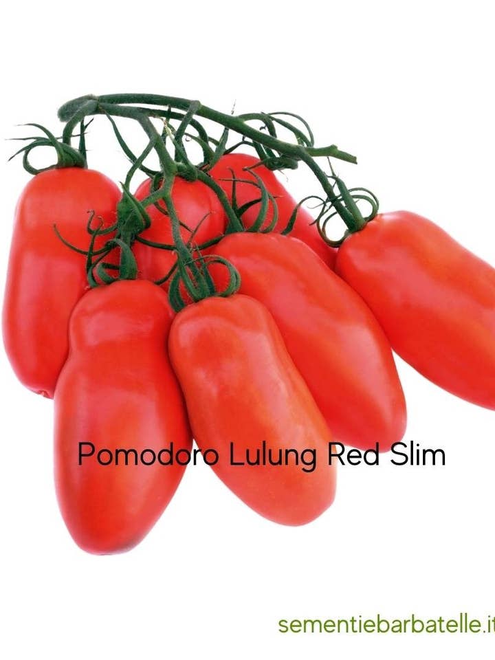 Pomodoro Lulung Red Slim por atacado de Sementi & Barbatelle