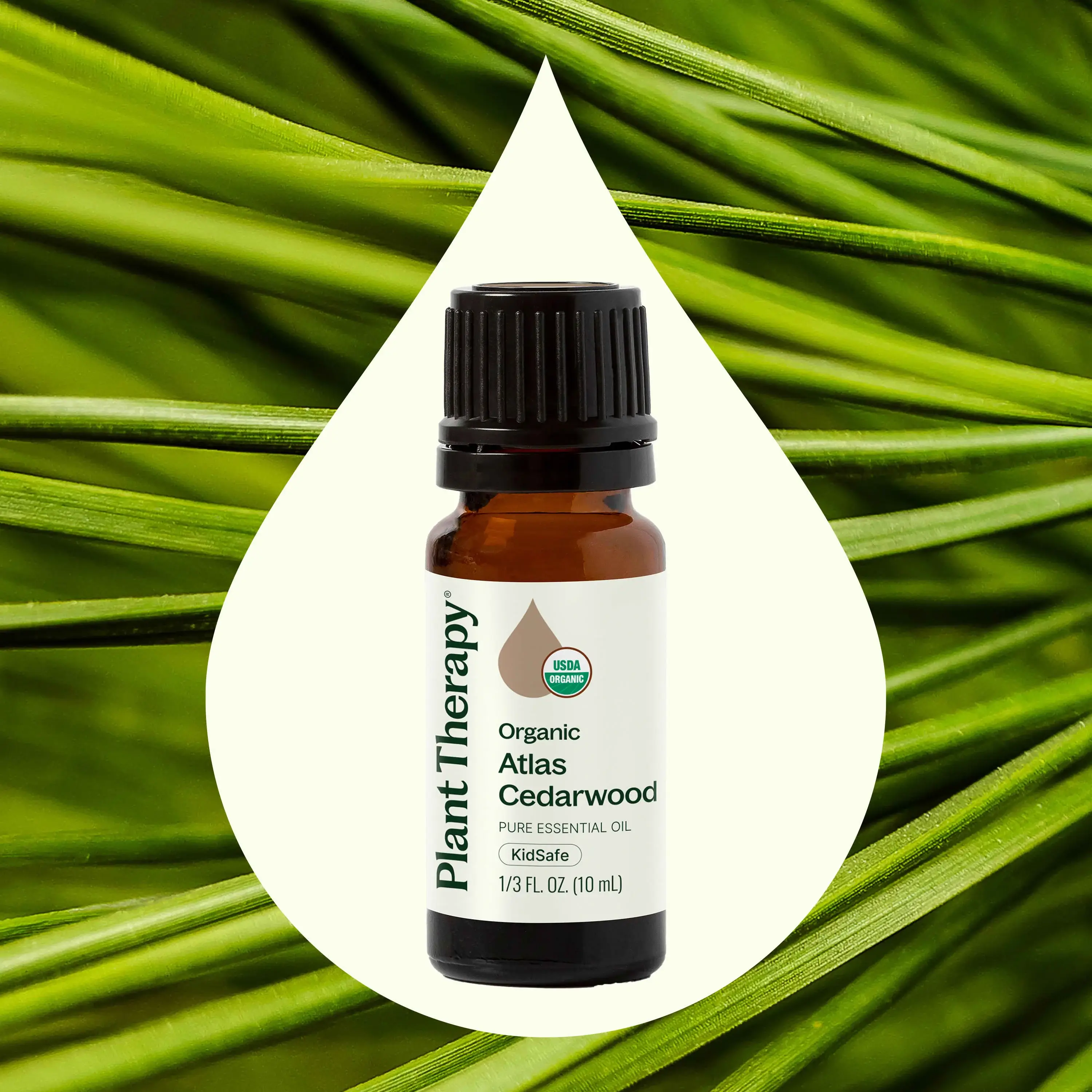 Plant Therapy - Wholesale Essential Oil - Organic Atlas Cedarwood Essential Oil 10 mL6