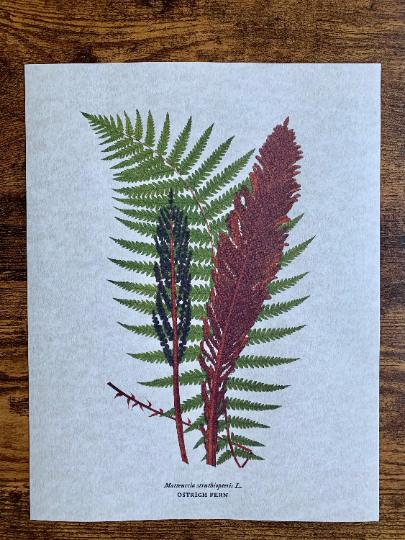 Magnifique Hearts - Wholesale Art print - Vintage Styled Fern Illustrations, Old Botanical Art Prints5