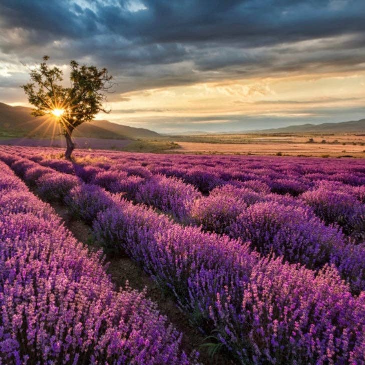 Wolkenreich - Wholesale Jar/Filled Candle - Lavender | Scented candle, soy wax1