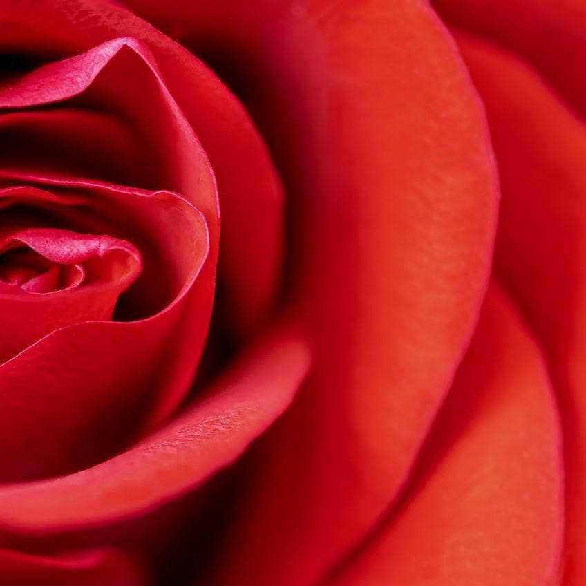 Zia Zensations Inc. - Wholesale Fragrance Oil - Resort Series Premium Fragrance Oils9