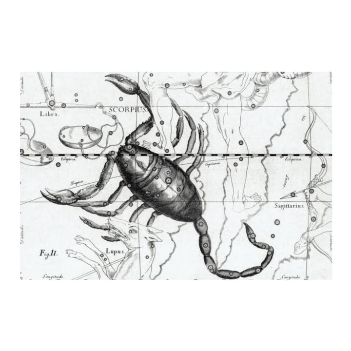 Print Pothecary - Wholesale Art Print - Scorpio Astrology Canvas Print - Apothecary Art for Home or Office - Apothecary Decor2