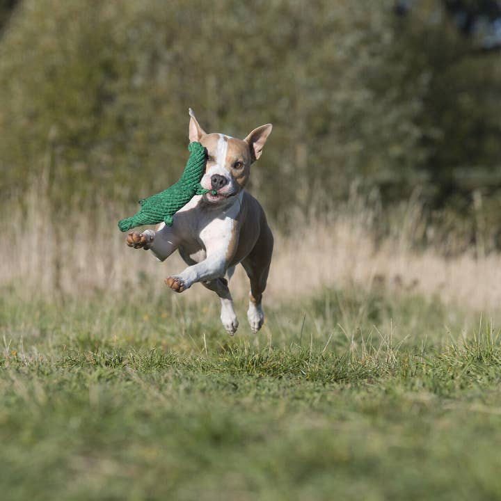 LABONI - Volentis GmbH - Wholesale Pet Chew Toy - Dog - KALLI KROKODIL – The Gentle Giant with Play Value6