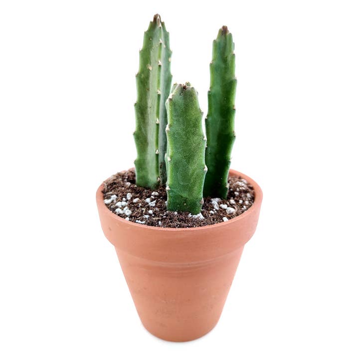 Best Plant Friend - Wholesale Succulent - Stapelia Gigantea Cactus - Live Unusual Cactus in 4in Pot4