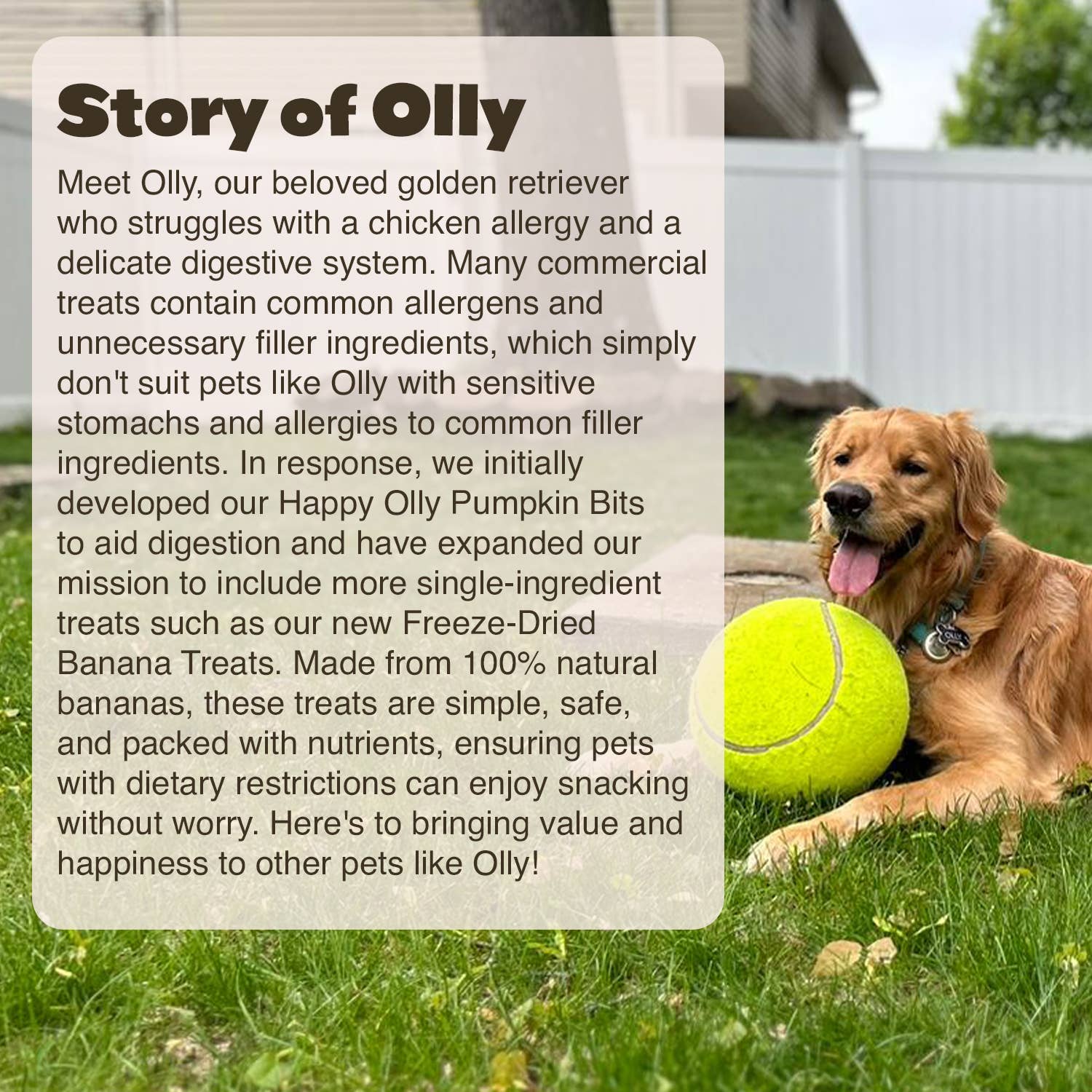 Happy Olly - Wholesale Pet Treats - Dog - Happy Olly Freeze Dried Banana- Single Ingredient Dog Treat3