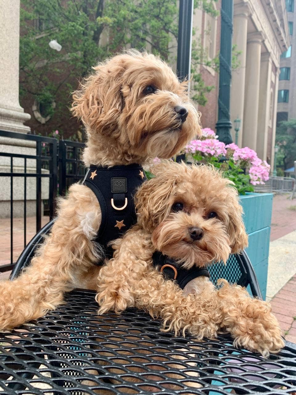 Dogistry™ - Wholesale Pet Harness - Dog - SoHo Dog Harness - Rockstar8