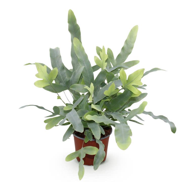 Phlebodium aureum Blue Star Farn – Felce blu – Pianta da interno amica degli animali 12cm – Altezza ca. 25cm – Felce tropicale decorativa per soggiorno e ufficio per la vendita all'ingrosso da parte di Oasis of Life