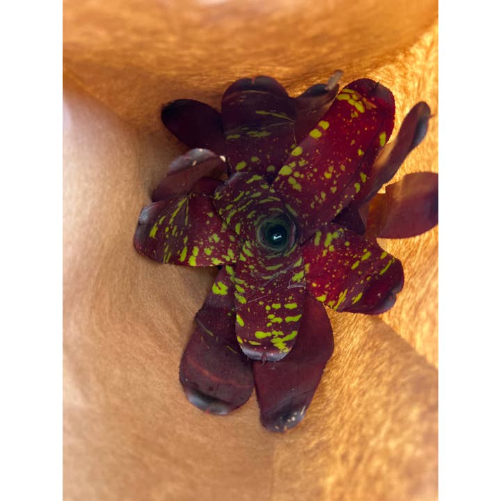 6" Bromeliad Neoregelia Green Eyes for wholesale by Triad Plants