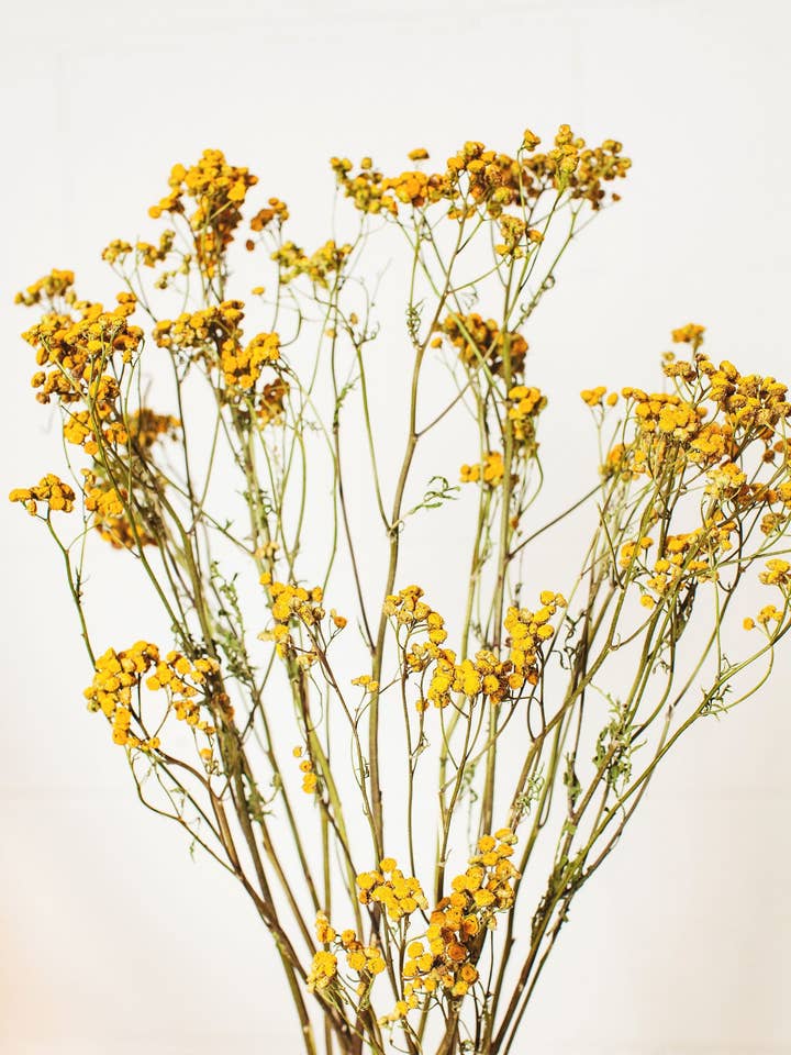 Dried Yellow Tansy for wholesale by Idlewild Floral Co.