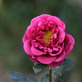 Mezu Silk Flowers – Großhandel Künstliche Blumen – Künstliche dunkelrosa große einzelne alte englische Rose