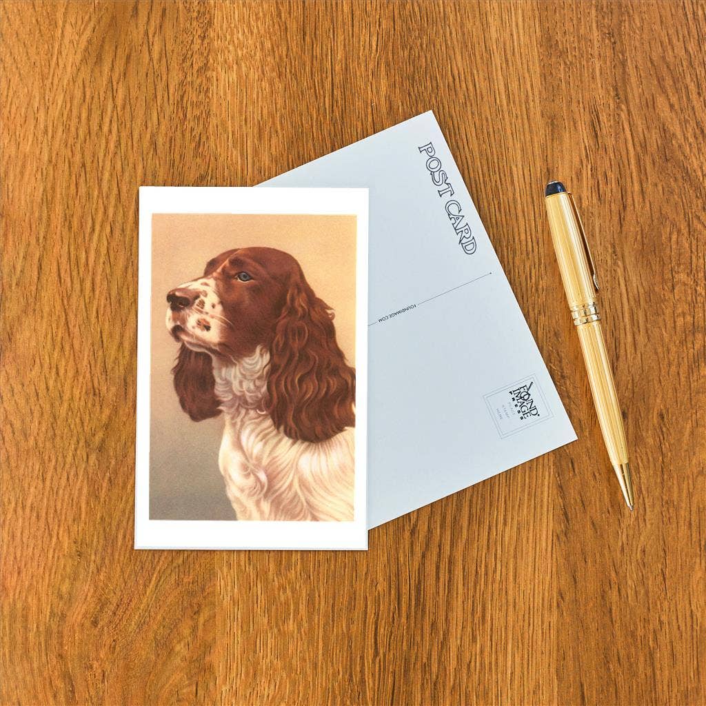 Found Image Press - Wholesale Postcard - Postcard DG-30 Springer Spaniel1