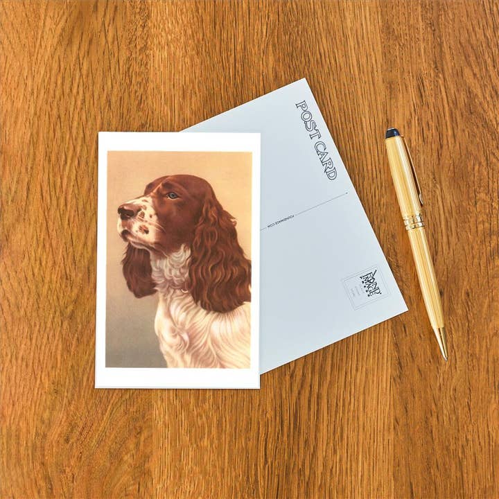 Found Image Press - Wholesale Postcard - Postcard DG-30 Springer Spaniel1