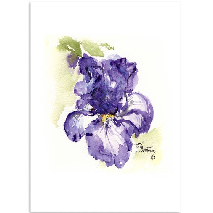 Bärtige Iris für den Großhandel von Moonlight & Grace