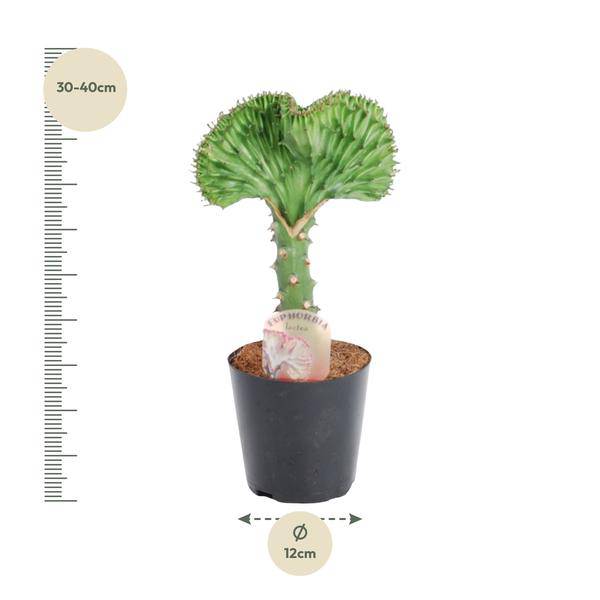 Oasis of Life - Wholesale Live Plant - Euphorbia lactea Cristata Green – Coral Cactus – Houseplant – Height approx. 35cm – ø12cm – Exotic Succulent in Coral Form – Easy to Care for & Decorative for Sunny Locations1