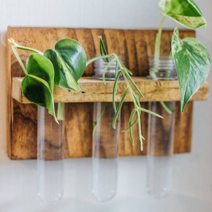 The Plant Committee - Wholesale Hanging planter - 3 vial Hanging Propagation station4