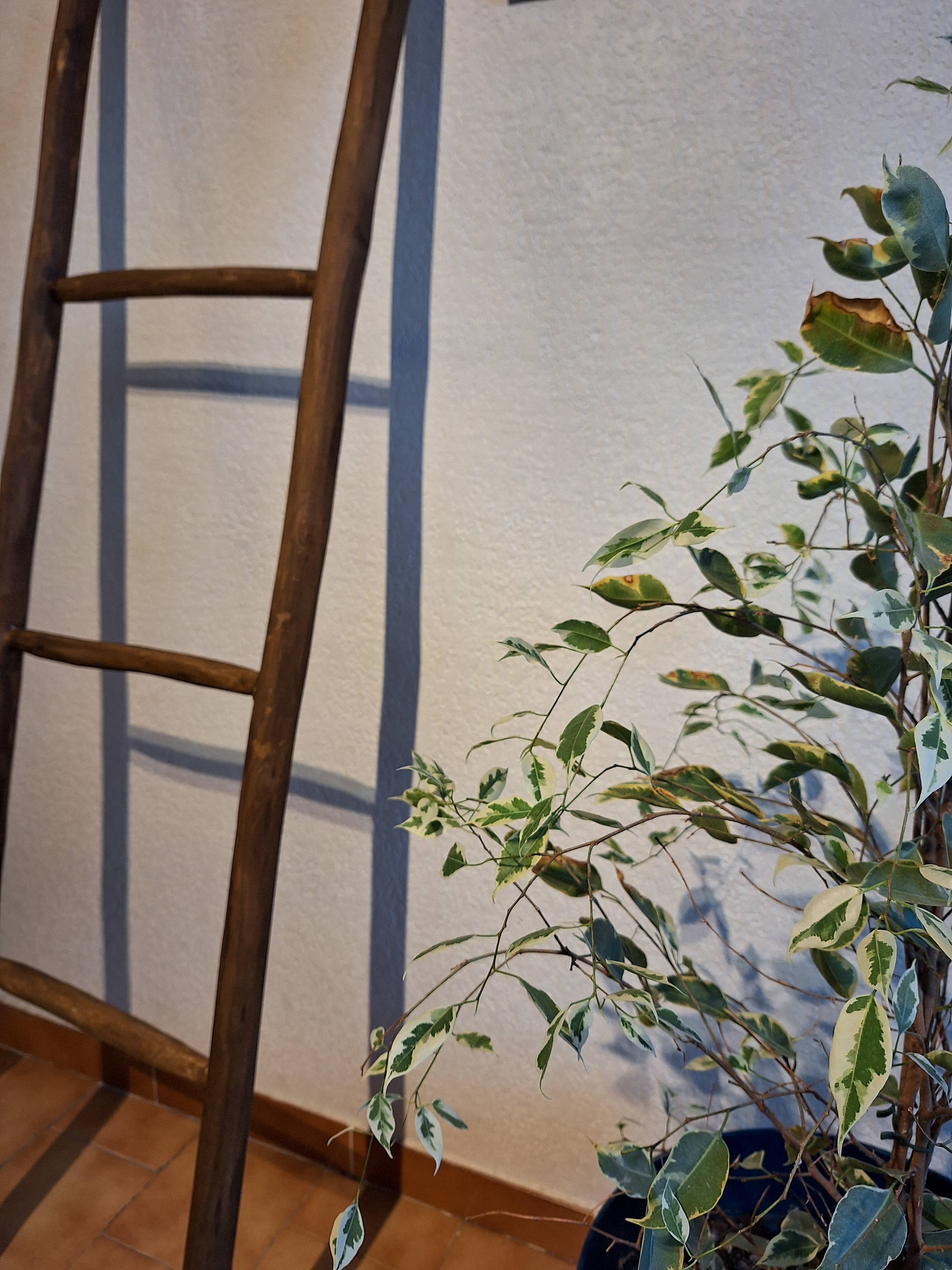 LeBazare - Wholesale Free Standing Shelf - Dark Wood Wall Shelf – Bohemian Spirit4