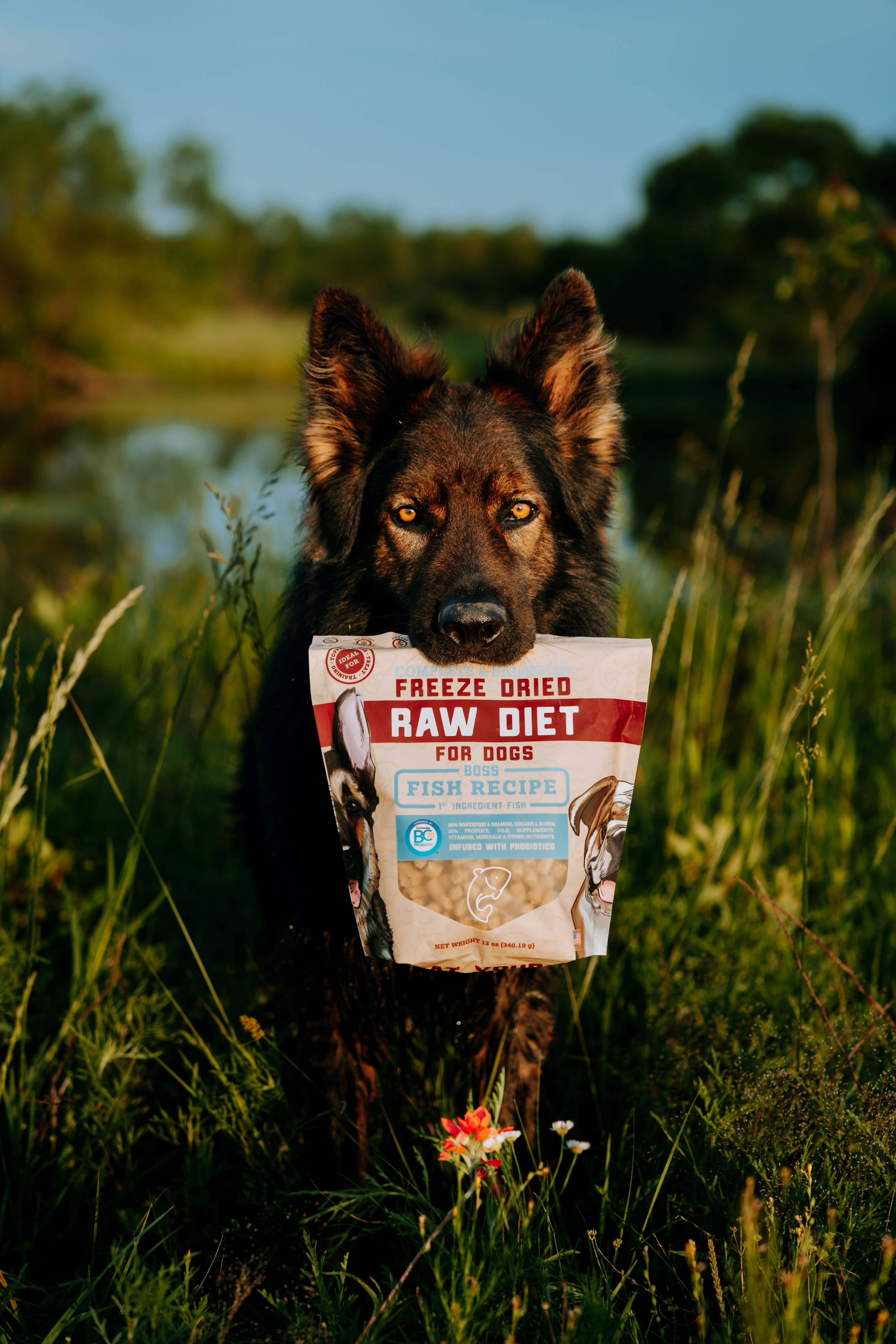 BOSS DOG BRAND, INC. - Wholesale Pet Food - Dog - Boss Dog Freeze Dried Diet - Fish (12oz)3