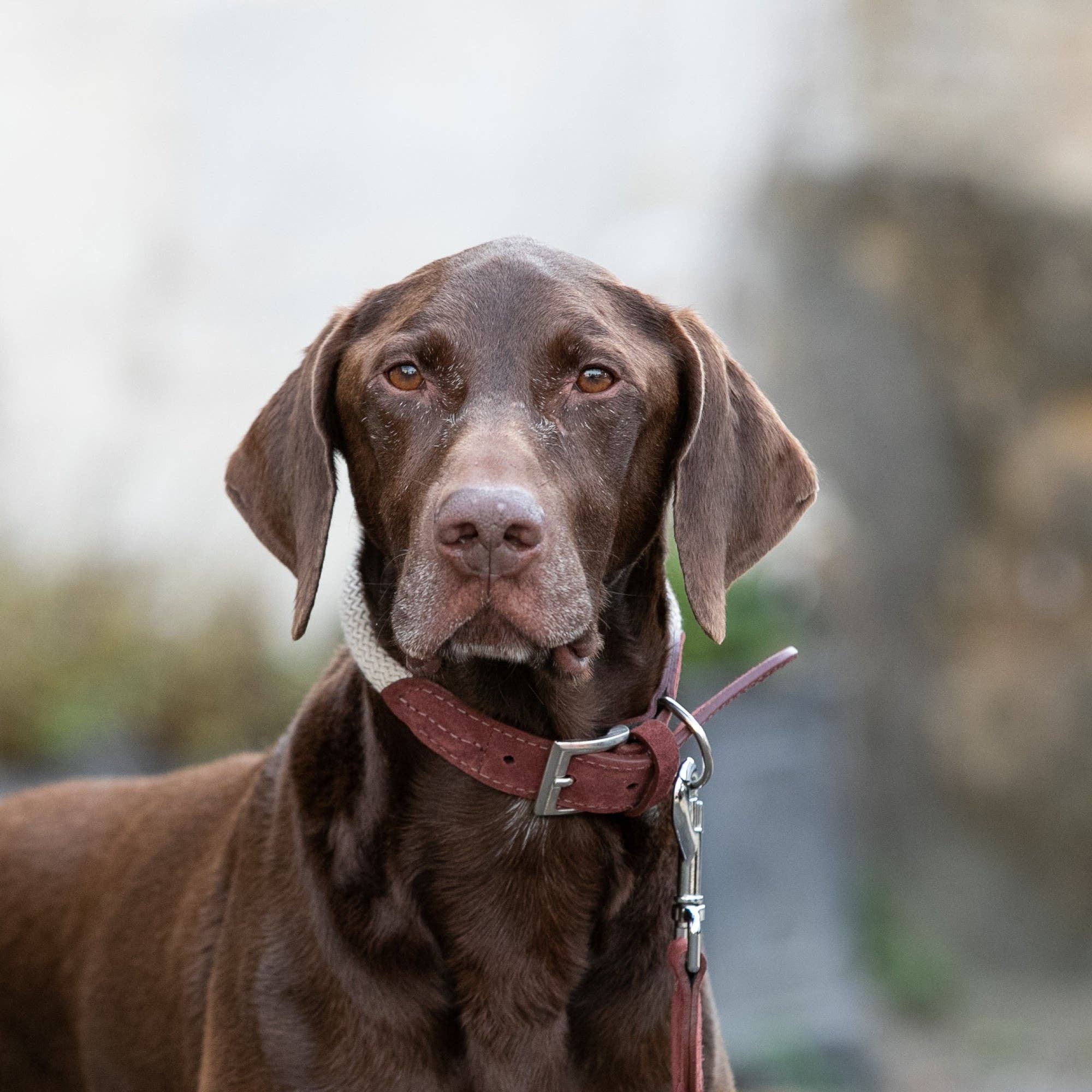 Hugo & Hudson - Wholesale Pet Collar - Dog - Rope and Suede Leather Dog Collar - Brown1