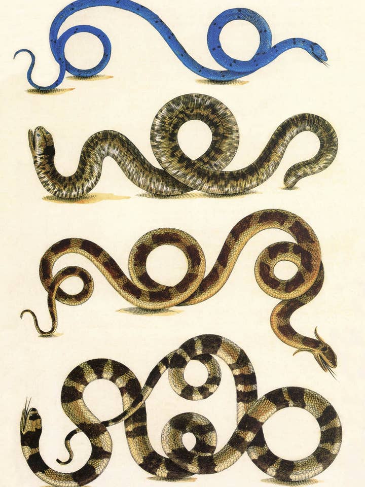 Postcard Snakes (130823) for wholesale by The Knowledge of Things by Catch Publishing